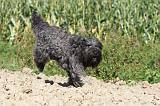 BOUVIER DES FLANDRES 080